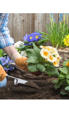 Gardener planting flowers 