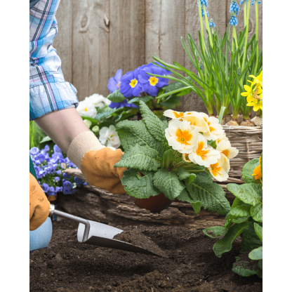 Gardener planting flowers 