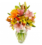 12 Stem Assorted  Asiatic Lily Bunch