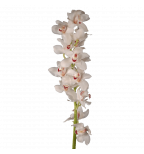 Mini Cymbidium Orchid