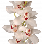 Mini Cymbidium Orchid